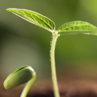 Вебинар "Драма в лоне матери. Утраченный близнец" 23.03